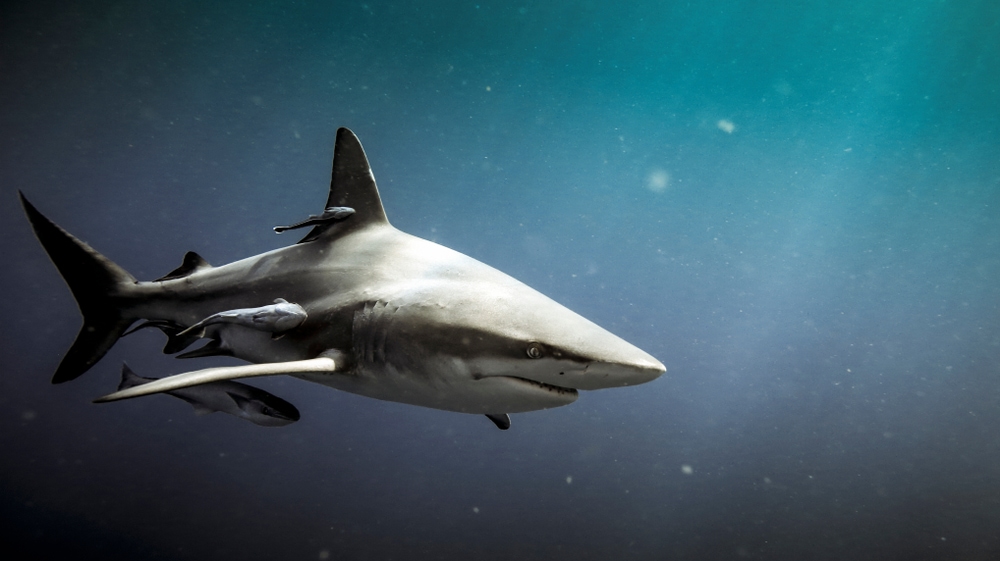 one of the sharks in Maui, the Oceanic blacktip shark (Carcharhinus limbatus) and remora fish underwater 