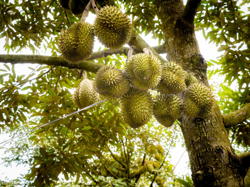 fruit-bearing tropical rainforests plants, Durian fruits on a tree