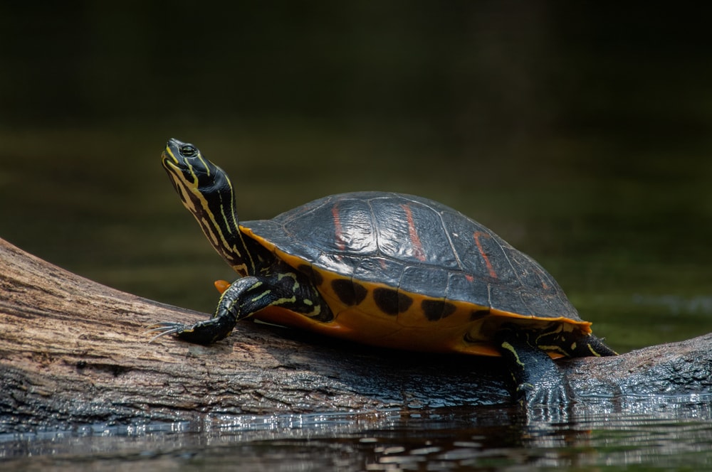 image of one of the turtles in Florida, the Florida red-bellied cooter turtle or Pseudemys nelsoni on a log in Juniper Springs, Florida.