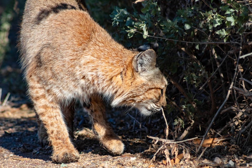 adult bobcat or lynx rufus looking for food in the bushes
