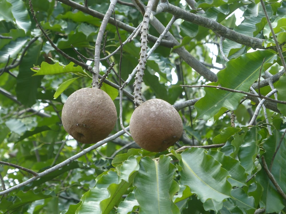 Brazil nut capsule (Bertholletia excelsa) Lecythidaceae family, on tree. Amazon rainforest, Brazil
