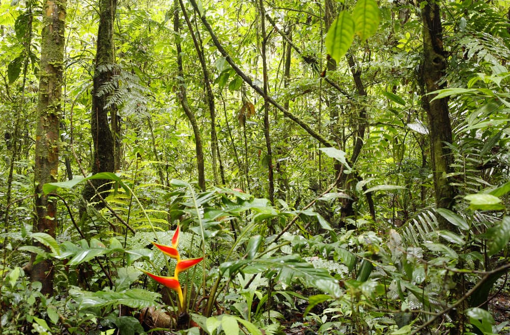 Heliconia plant flowering in the rainforest of Ecuador