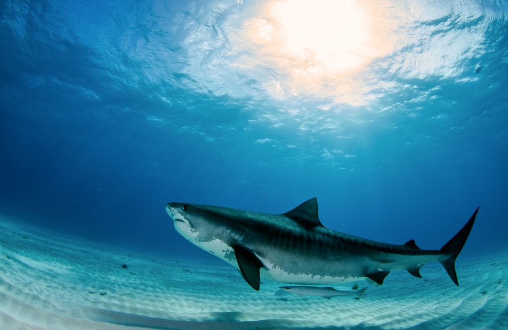 a tiger shark swimming near the ocean floor