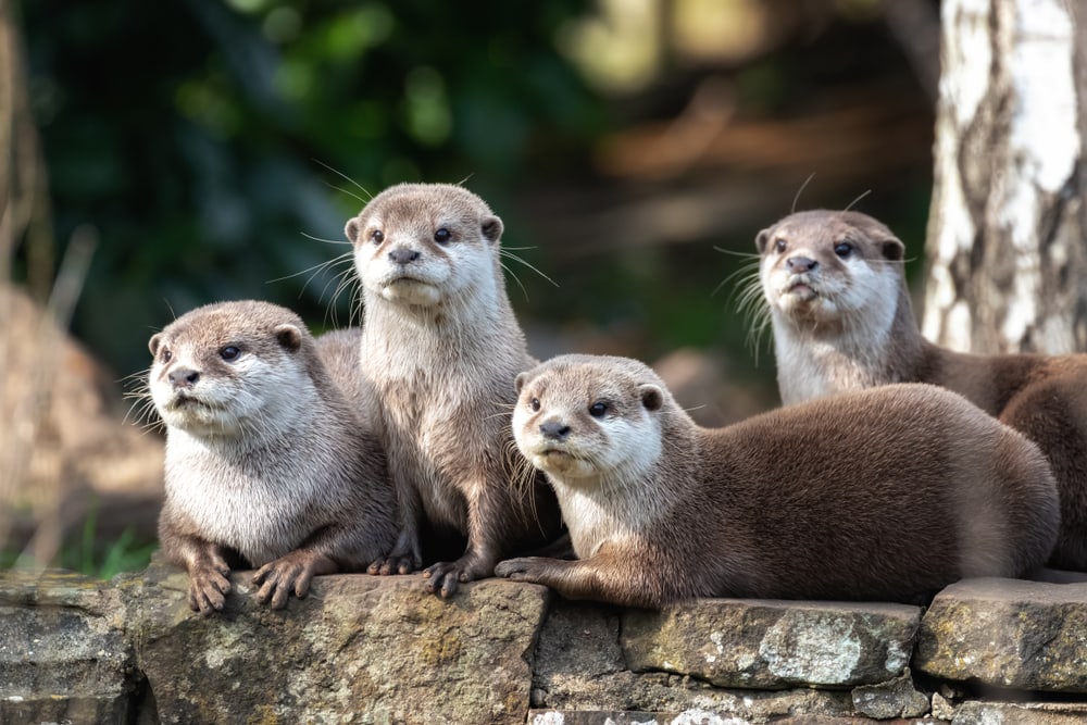 four Asian Small-Clawed Otter (Amblonyx cinereus) types of otters 