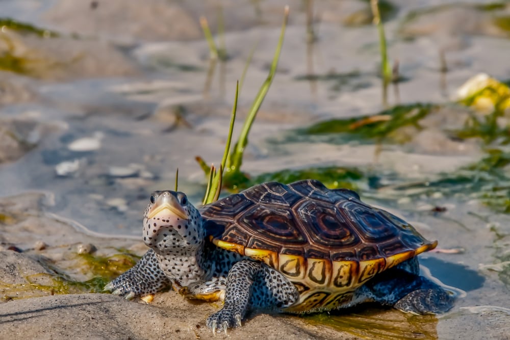 image of a Diamondback Terrapin (Malaclemys terrapin) out of water, in a marsh setting
