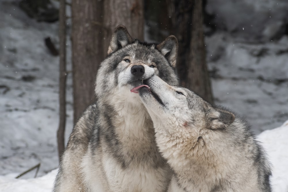 two gray wolves s playing in a snowy forest