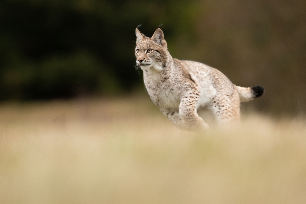 image of a Eurasian lynx running to hunt for food in a grassy meadow