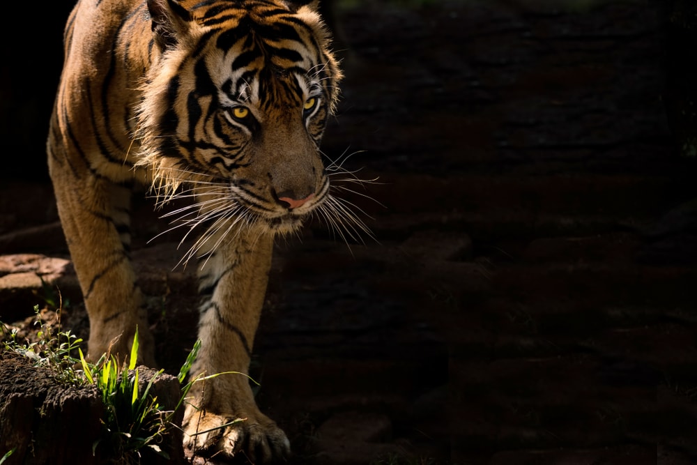a Sumatran tiger spotted near field of Sumatra