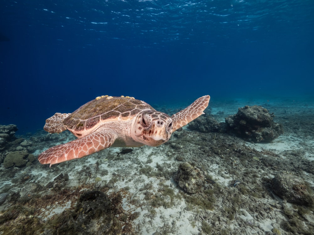 one of the sea turtles in Florida, the Caretta caretta or also known as the loggerhead turtle swimming underwater