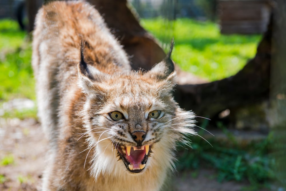 image of a growling lynx and showings its fangs