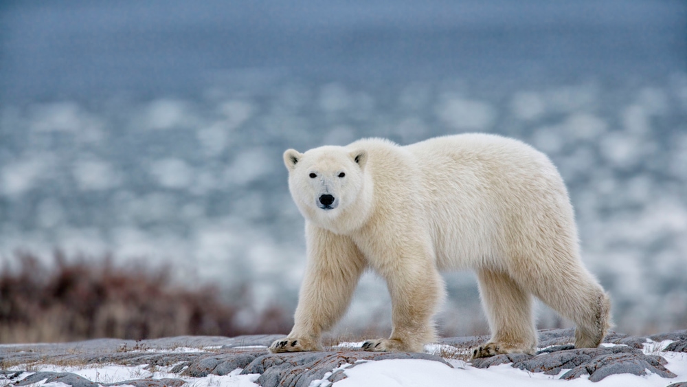 a polar bear in Alaska standing on land