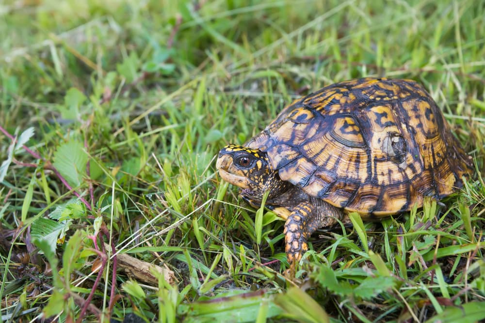 Three-toed Box Turtle (terrapene carolina triunguis) on the grass in its natural habitat