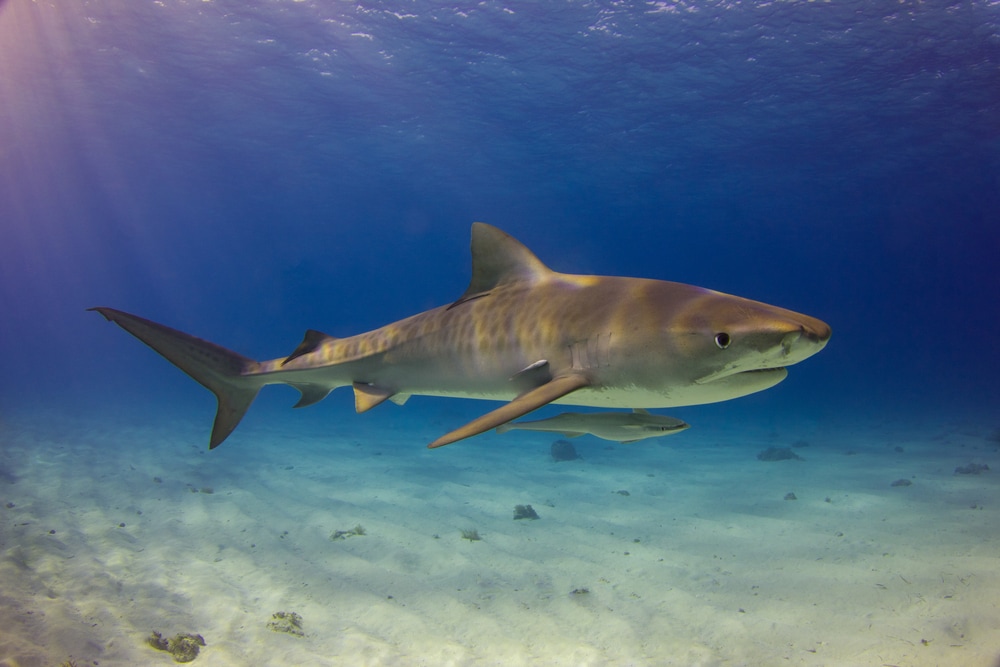 the largest and most aggressive type of sharks in Maui, the Galeocerdo cuvier or commonly known as tiger sharks