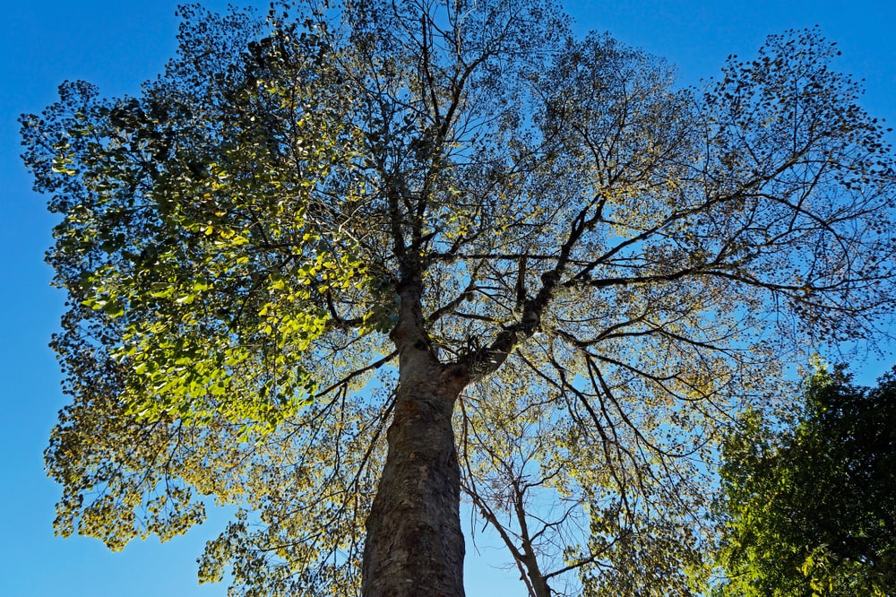 Rubber tree (Hevea brasiliensis), at Rio de Janeiro, Brazil