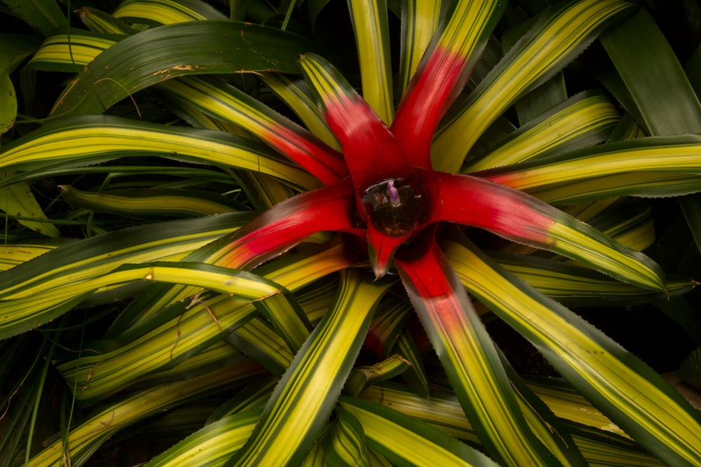 close up shot of tricolor Neoregelia carolinae, a flowering tropical rainforest plant