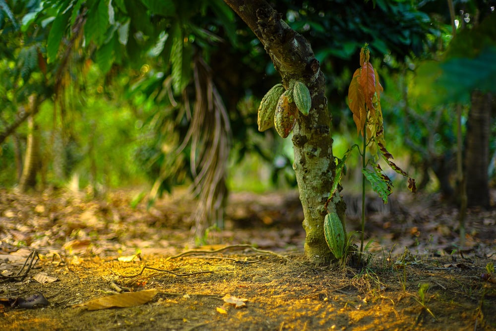 Chocolate tree ( Theobroma cacao ) with fruits