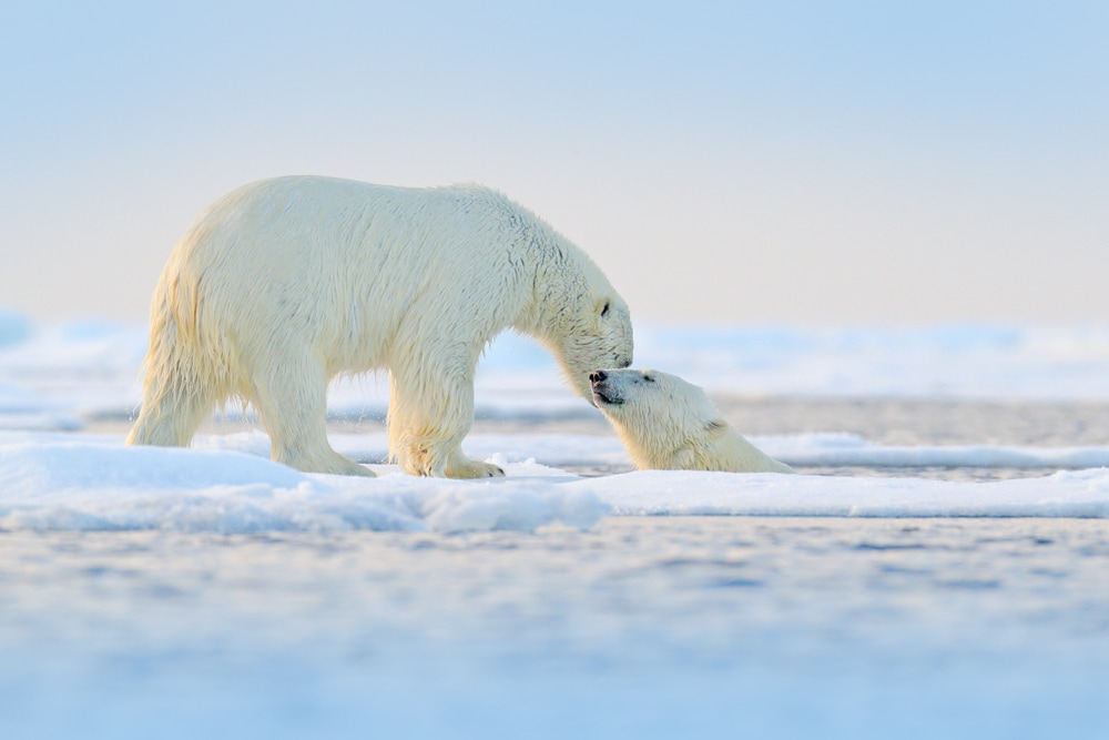 two polar bears in Alaska playing 
