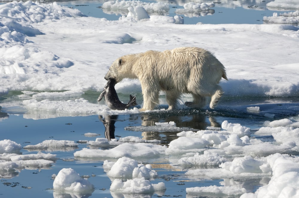 a polar bear in Alaska dragging a seal in its mouth