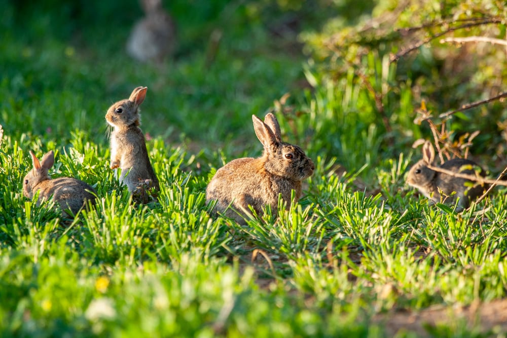 three European rabbit, Oryctolagus cuniculus on grass. Animals in natural habitat.