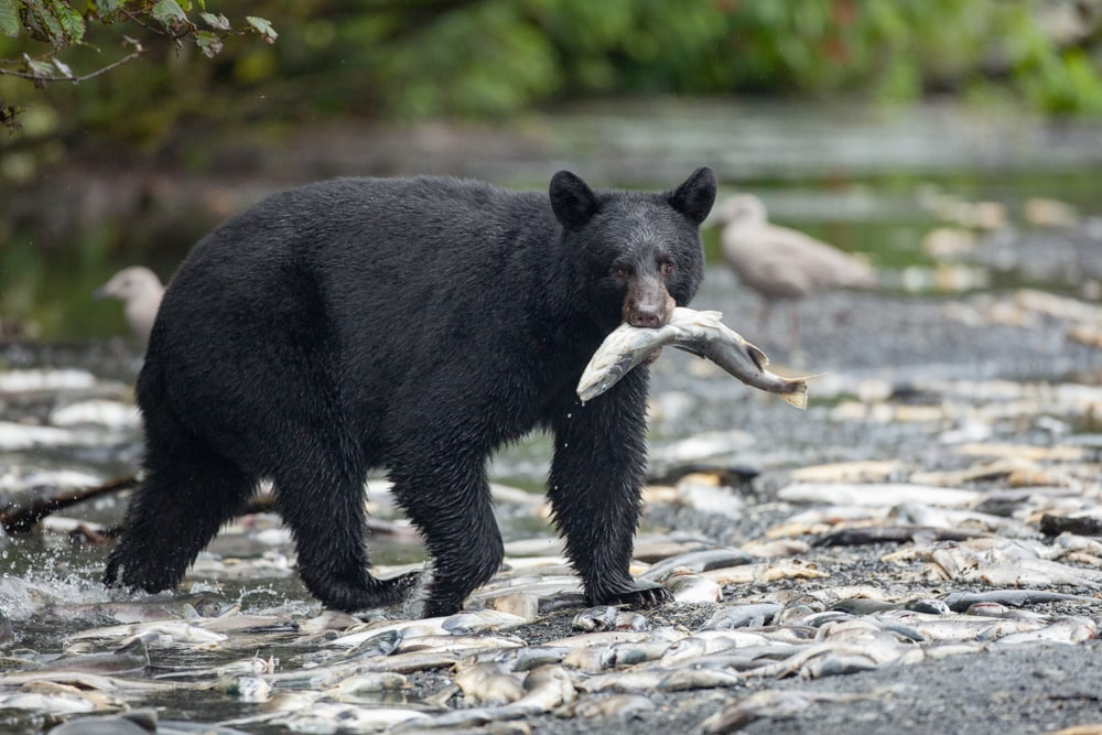 image of a walking black bear with salmon on its mouth