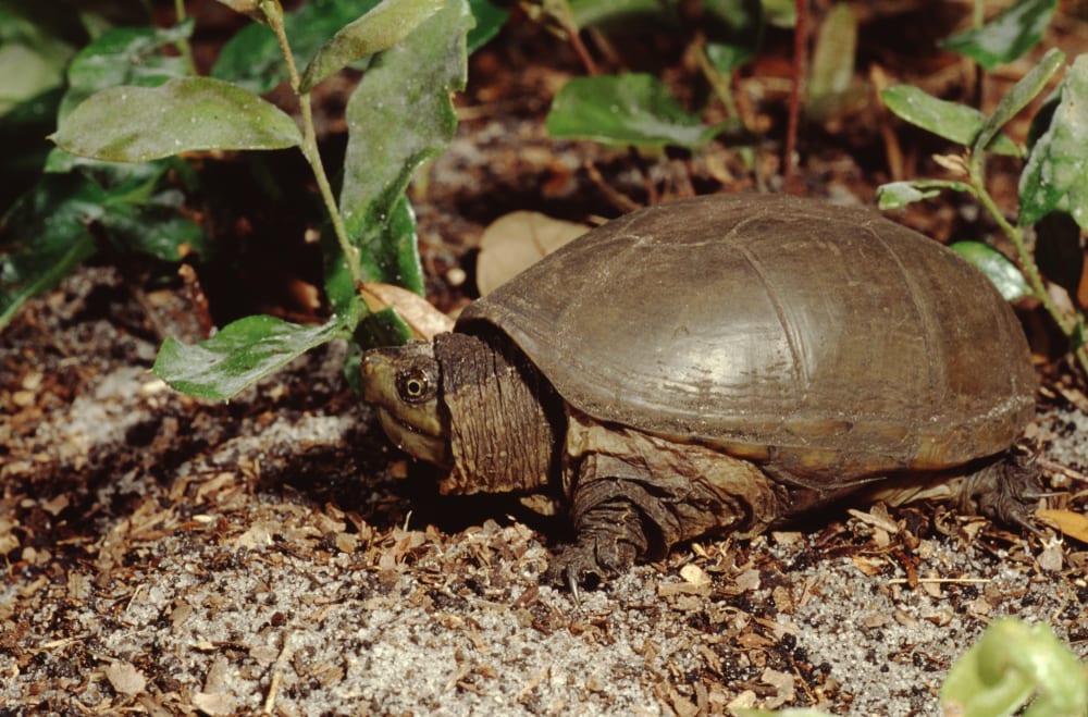 image of a Eastern Mud Turtle or Kinosternon Subrubrum walking on the ground