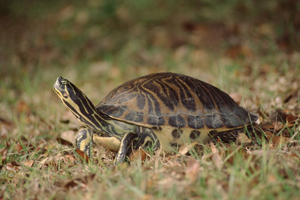 image of a freshwater Florida turtle, the Peninsula Cooter Turtle or Pseudemys Peninsularis basking on grass 