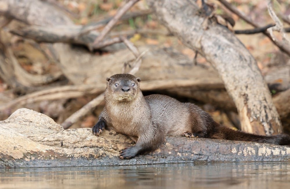 one of the types of otters, the Neotropical River Otter (Lontra longicaudis) sitting on a bramch in a riverbank