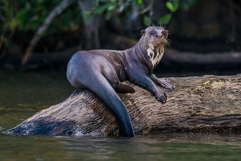 the largest types of otters, Pteronura brasiliensis or Giant otter standing on log in the peruvian Amazon jungle at Madre de Dios Peru