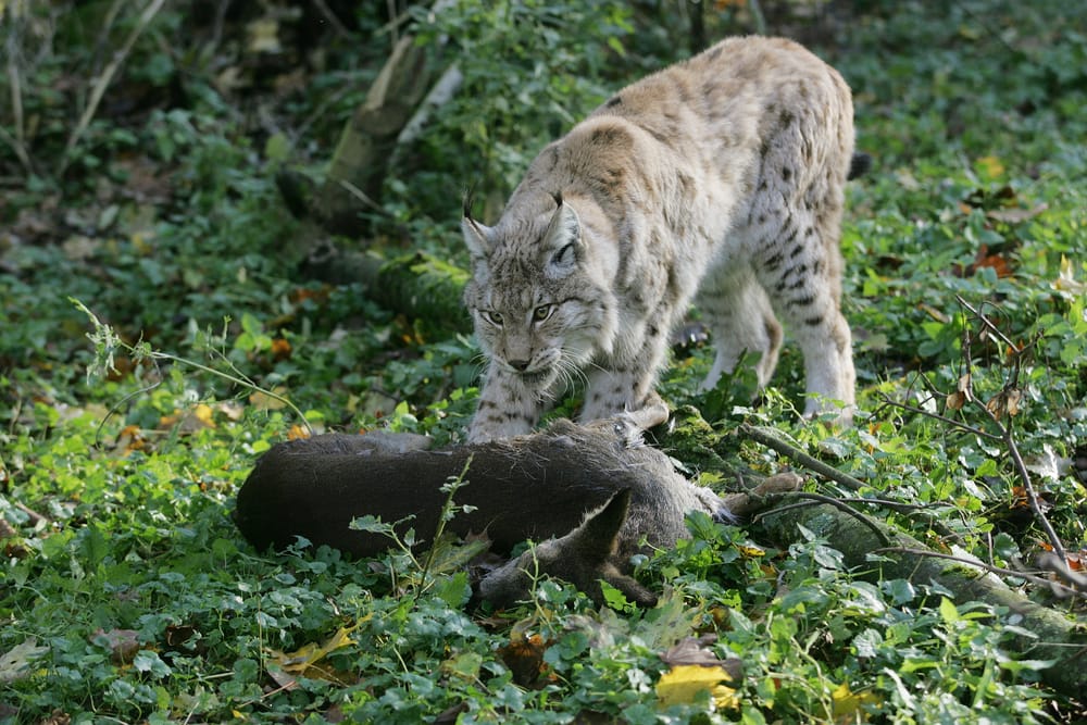 a European lynx or Felis lynx with its killed prey, a roe deer