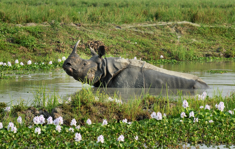 A one-horned Rhino at wetland of Pobitora, Pobitora Wildlife Sanctuary