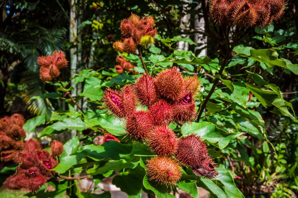 one of the fruit-bearing tropical rainforest plants,  the lipstick plant (Bixa orellana), Achiote, or Annatto