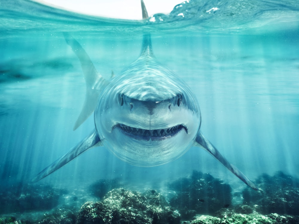 sharks are one of the keystone  species examples and play crucial role in marine ecosystem