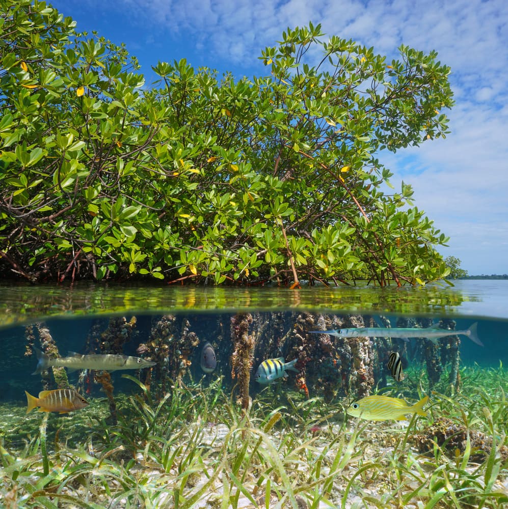 one of the  keystone species examples, mangrove trees in the water with tropical fish