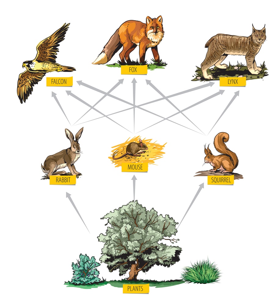Illustrated example of food chain in forest.