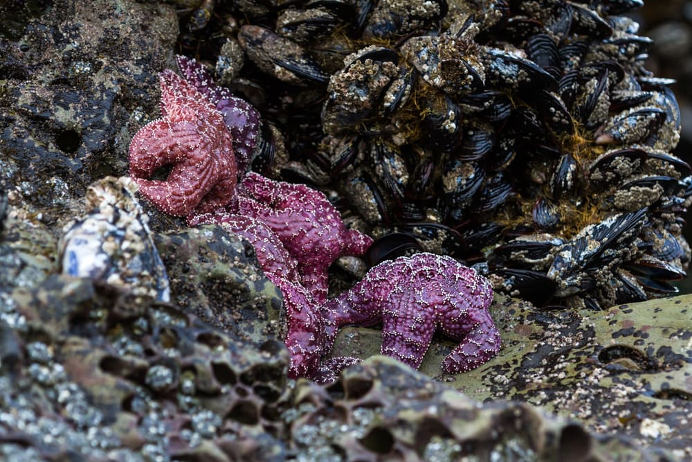 one of the keystone species examples, a purple sea star or Pisaster ochraceus clinging to a rock in the southern Oregon coast exposed by the low tides