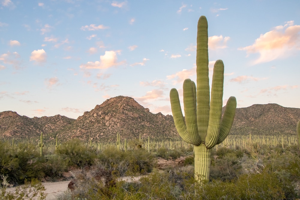 one of the keystone species examples, a Giant Saguaro in Sonoran Desert at Dusk - Saguaro National Park, Tucson, Arizona, USA