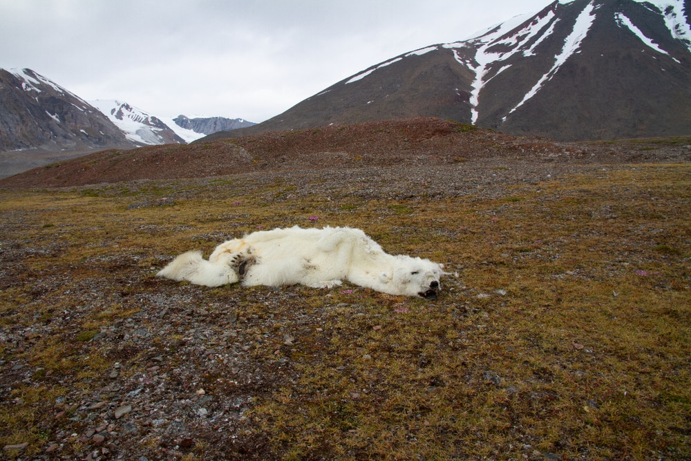 carcass of a polar bear stranded on land without food