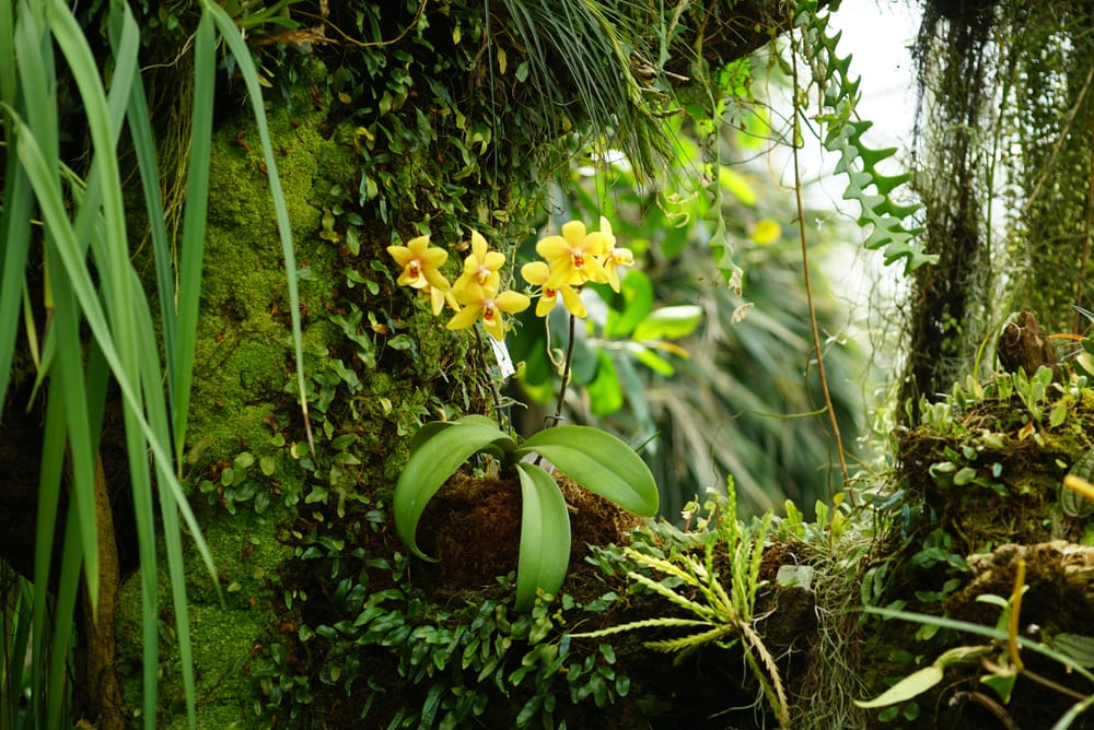 a flowering tropical rainforest plants, yellow orchids