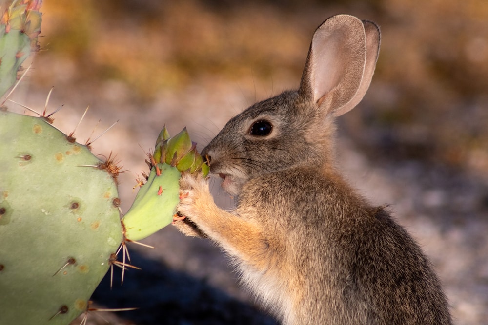 A young desert eating prickly pear cactus flower blossoms in Sonoran desert