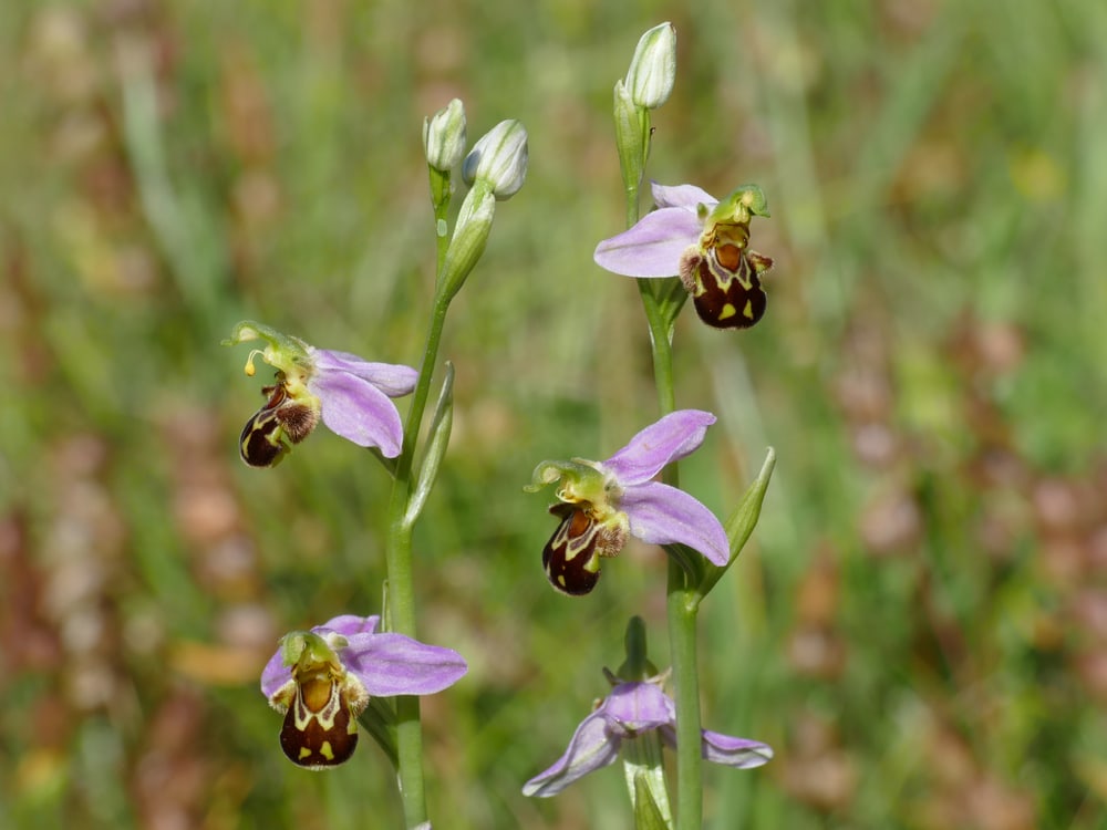 close up of Bee orchid (Ophrys apifera)