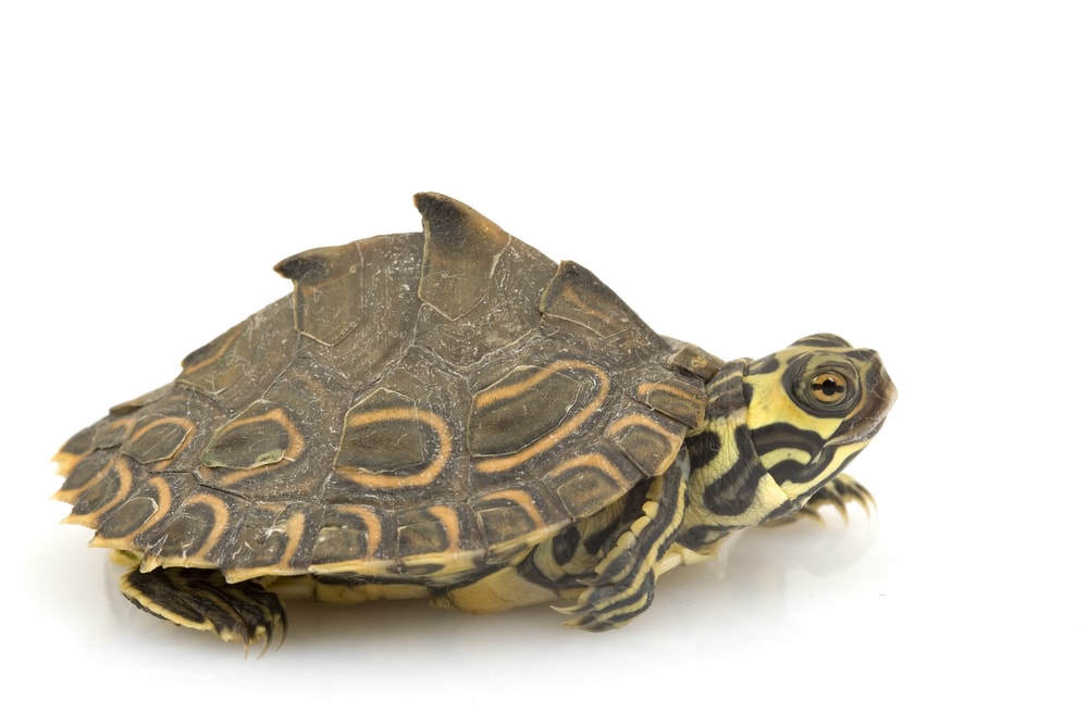 image of one of the turtles in Florida, the Graptemys barbouri or Barbour's Map turtle isolated on a white background showing  dome shell and dark spines