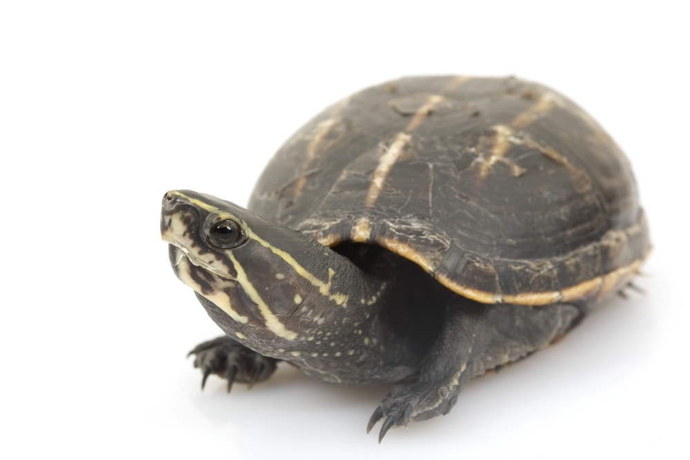 detailed image view of one of the species in Florida, the Three-Striped Mud Turtle (Kinosternon baurii) isolated on white background showing the three stripes on its shell