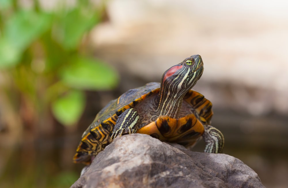 an invasive species of turtles in Florida, the Red-Eared Terrapin - Trachemys scripta elegans captured basking on a rock showing its red stripe behind the eye