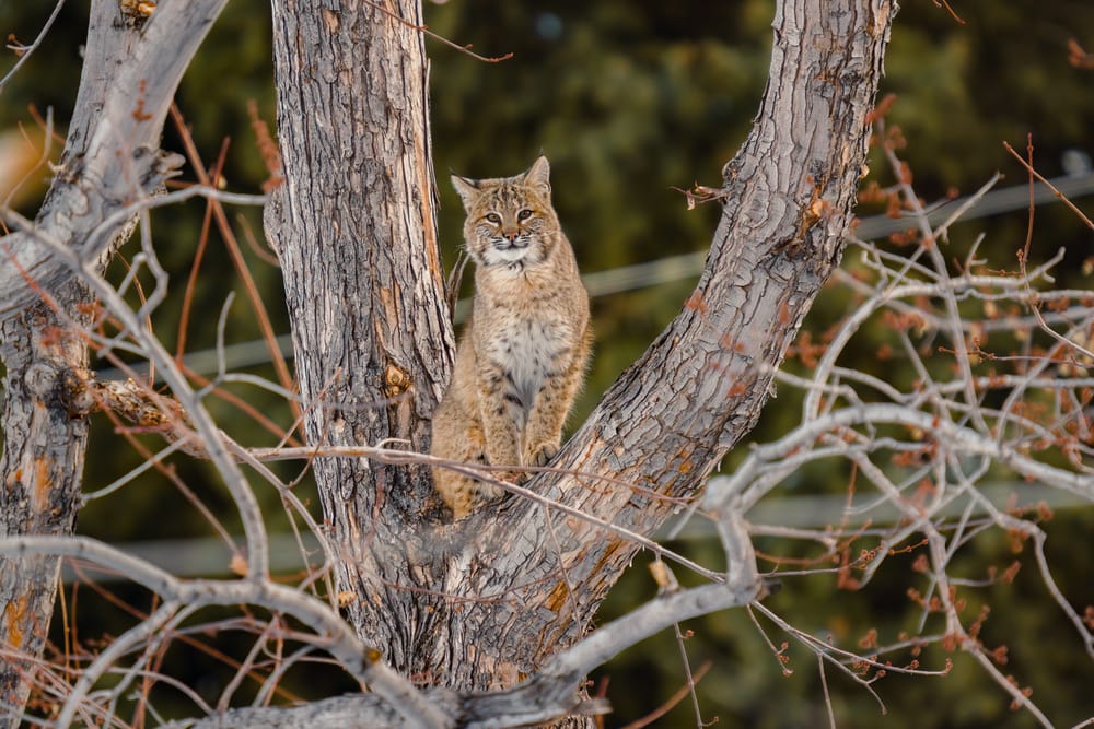 a bobcat sitting on top of a tree