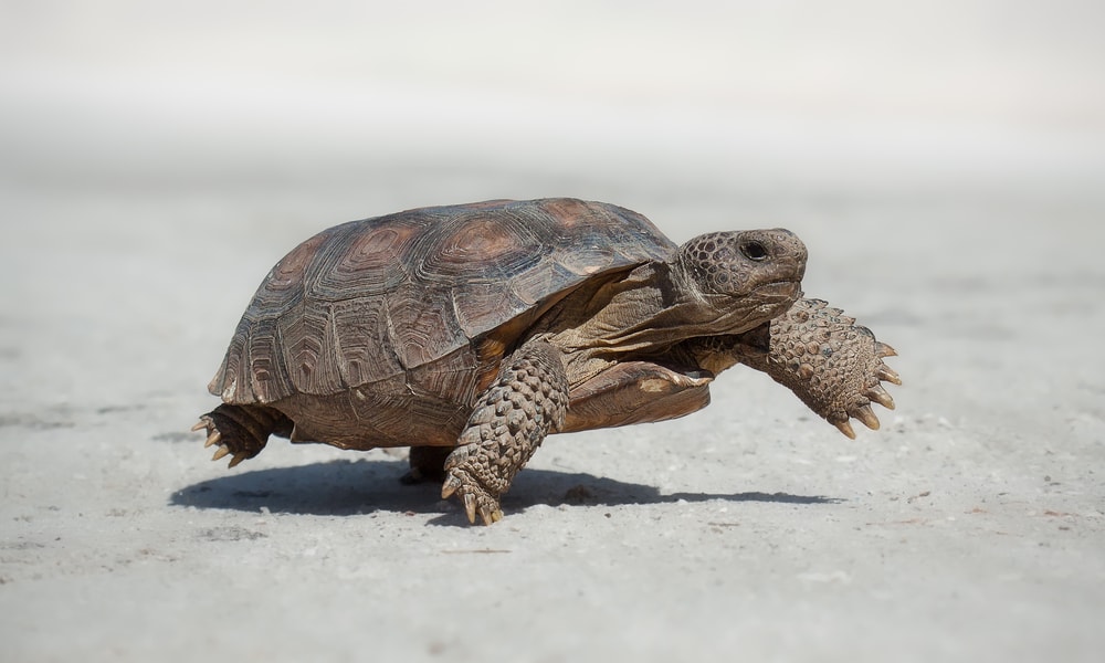 Wild adult Florida turtle, the gopher tortoise (Gopherus polyphemus) - walking on a gravel road