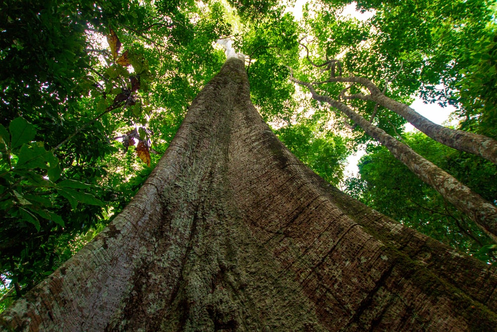 one of the tallest plants in tropical rainforest, Samauma tree which is a symbol of the Amazon  in Pará / Brazil