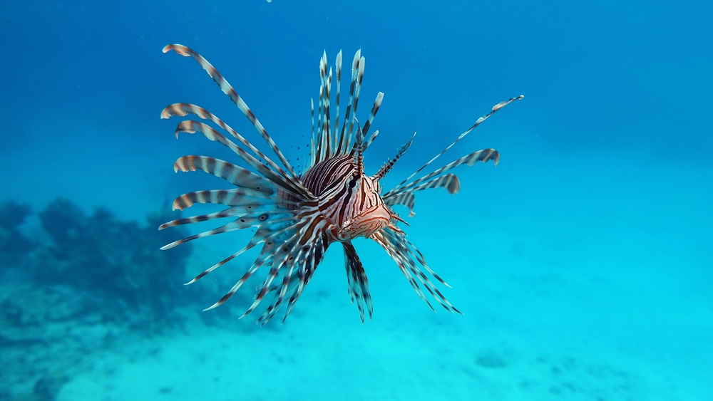 an invasive species, a Lionfish. Fish - a type of bone fish Osteichthyes. Scorpaenidae.