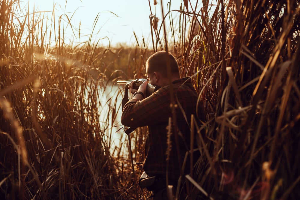 hunter man with a shotgun hiding in the reeds near the pond,