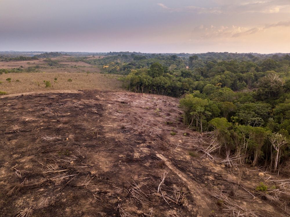 aerial view of deforestation in the forest