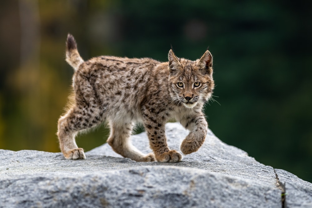 image of a young lynx walking above a boulder